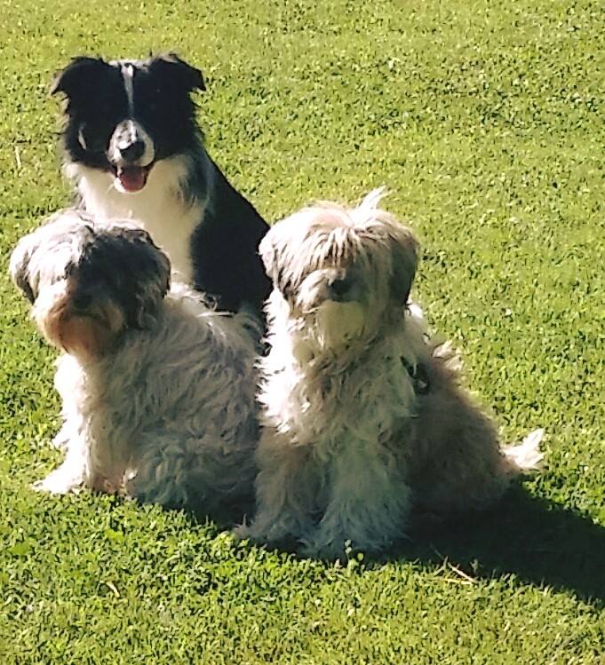 13659179_1728023017449478_2746326032632270105_n